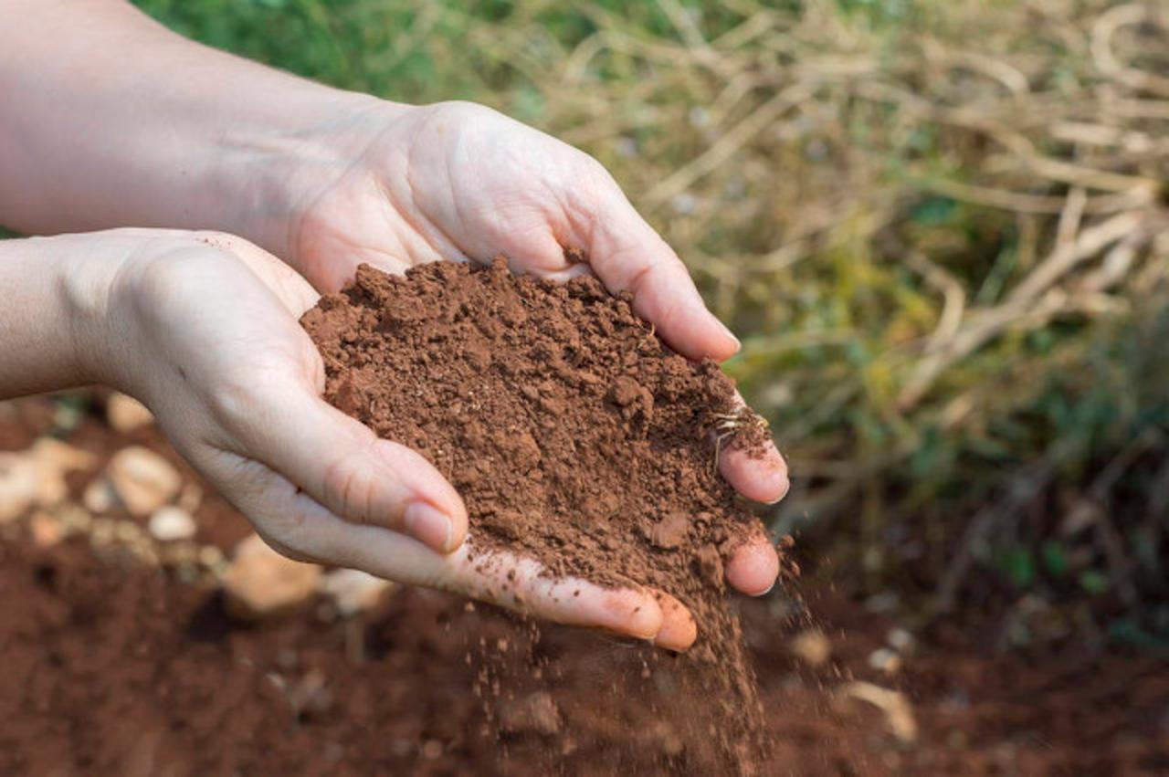 what-is-peat-soil-flower-cultivation